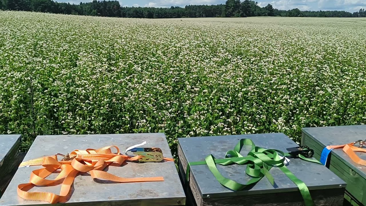 Gryka pięknie kwitnie! Czy w końcu będzie miód gryczany?
