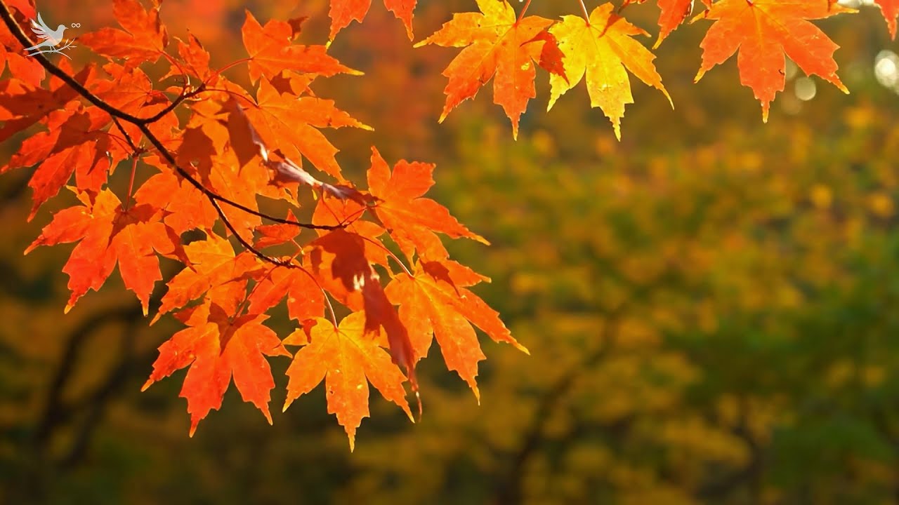 Beautiful Relaxing Autumn Sounds 🍁 Soothing Music to Ease Stress & Overthinking