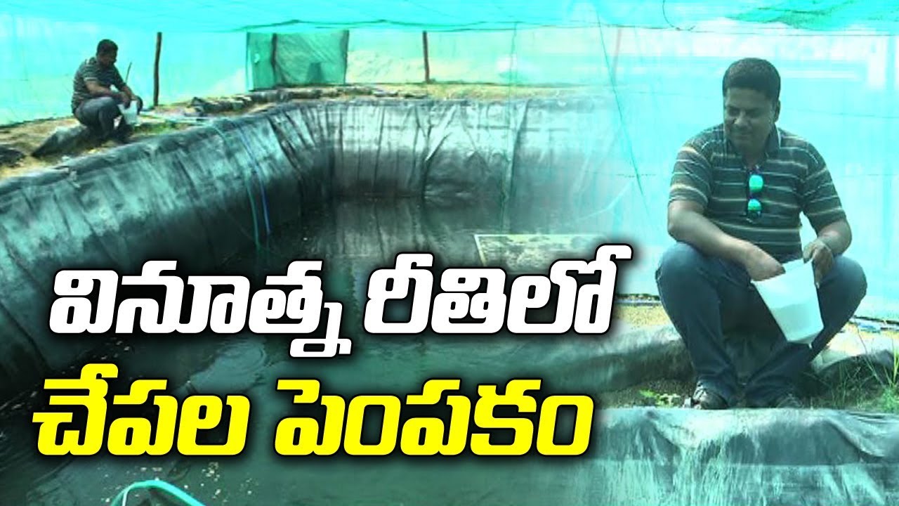 వినూత్న రీతి లో చేపల పెంపకం  | ABN Telugu