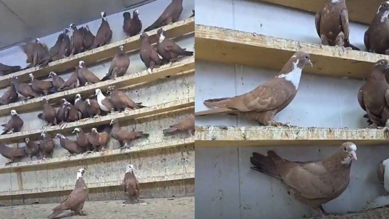 افراخ حمر عدد الف 1000