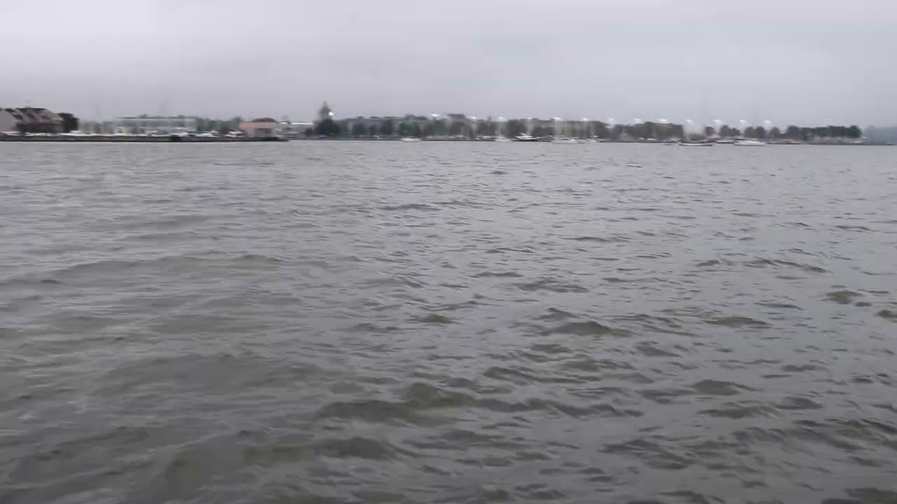 Dolphins in Annapolis