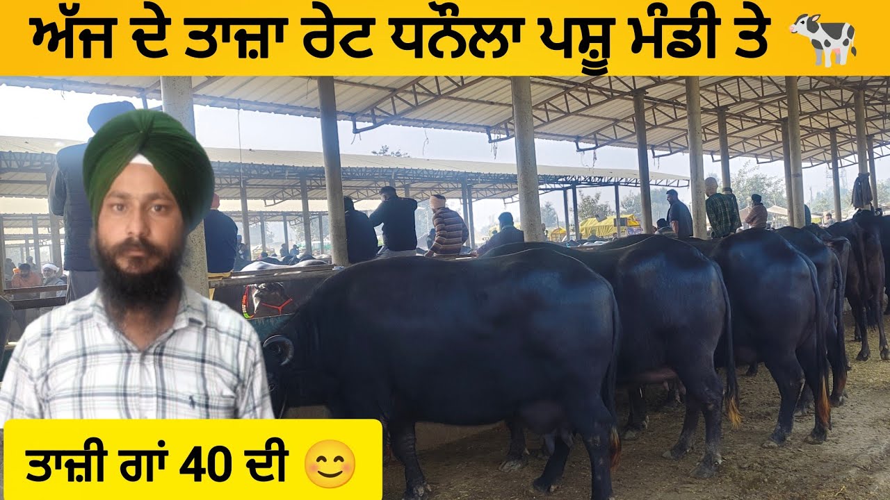 ਧਨੌਲਾ ਪਸੂ ਮੰਡੀ | dhanaula Pashu mandi today #buffalo #cow