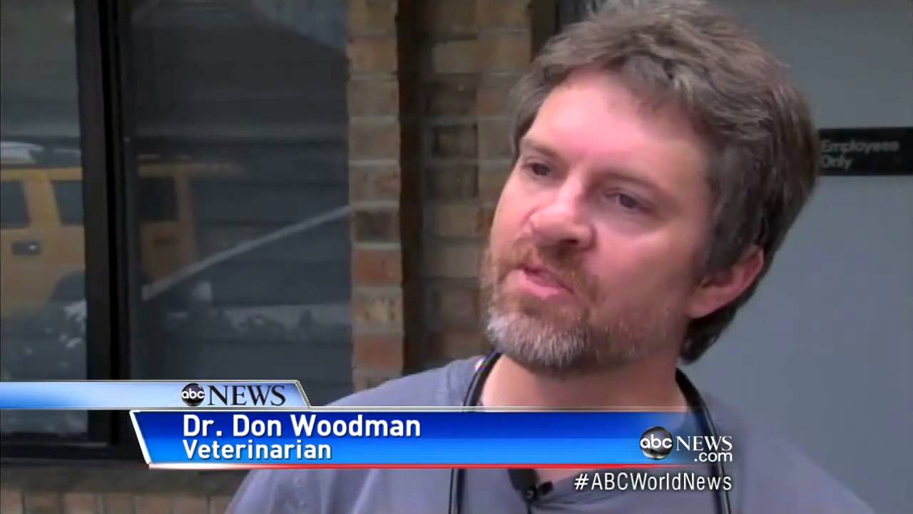 Mystery Monkey of Tampa Bay Captured