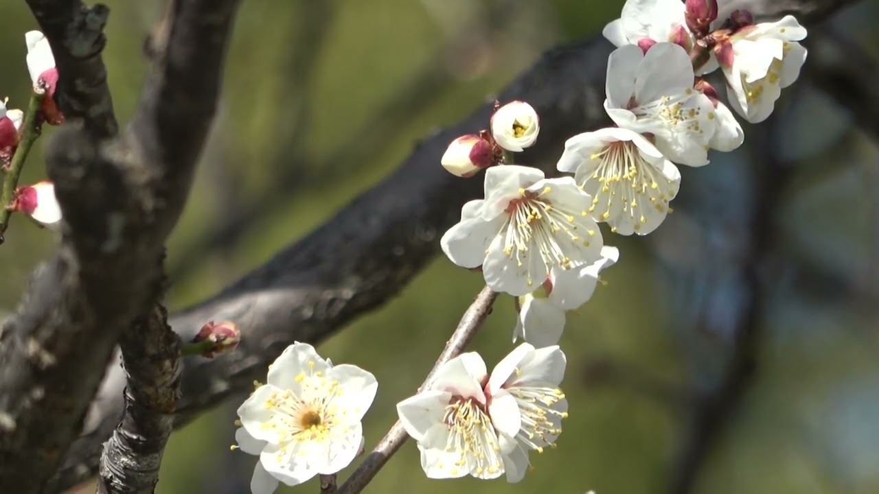 ワイエムエス　フレンドリー　太宰府天満宮の梅開花（太宰府市）　2026/01/26