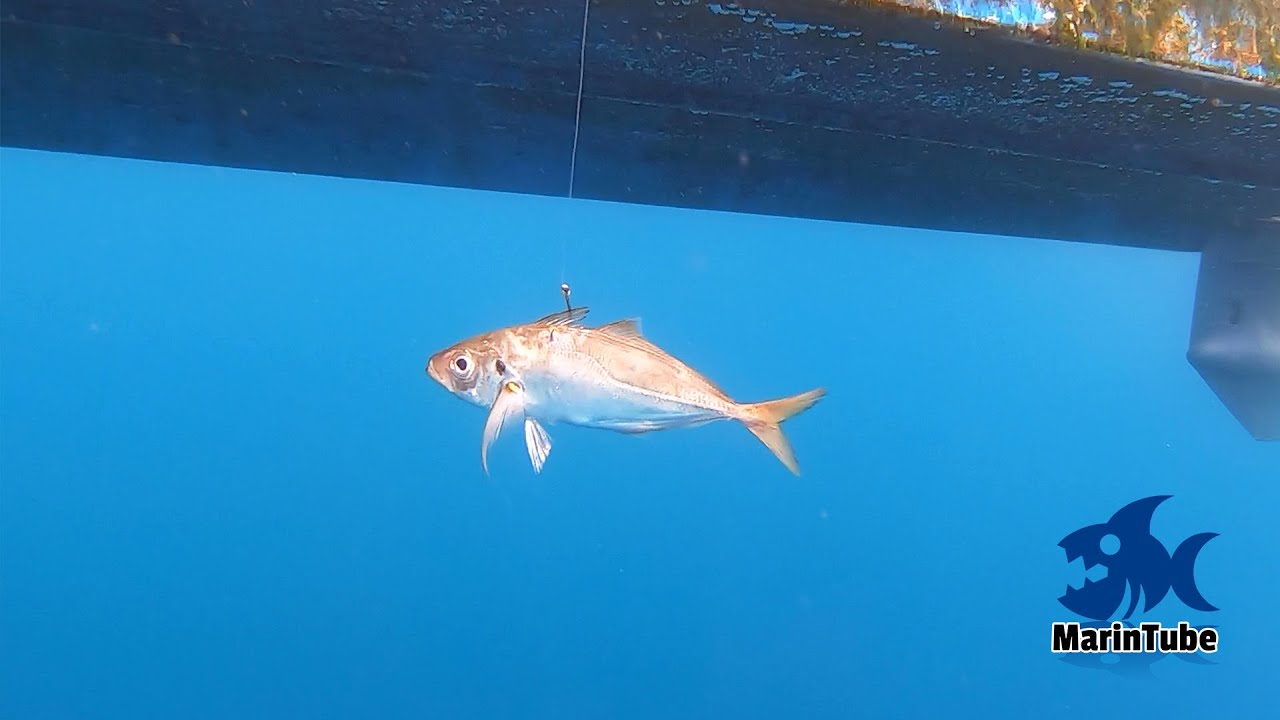 怪物級の魚が潜む沖の岩場でアジを泳がせてみると・・・