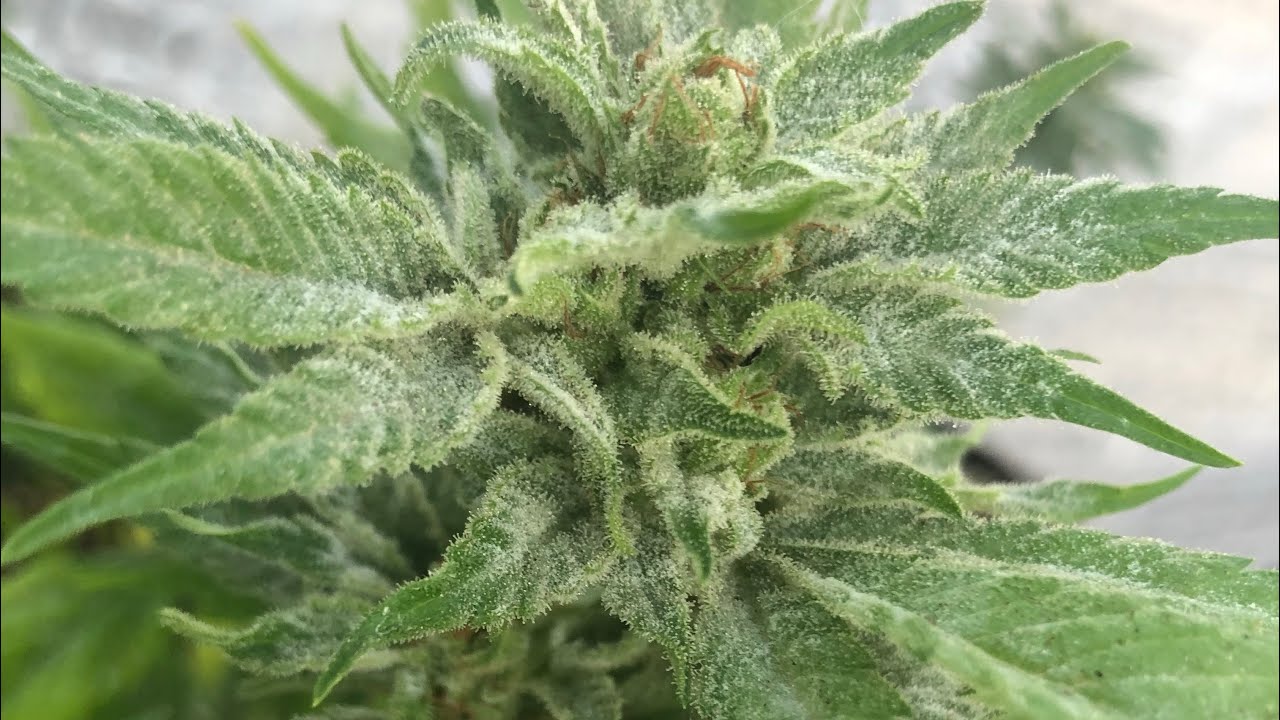 How to Treat Powdery Mildew on Cannabis Plants | Flowering Week 7 Outdoor Garden Tutorial