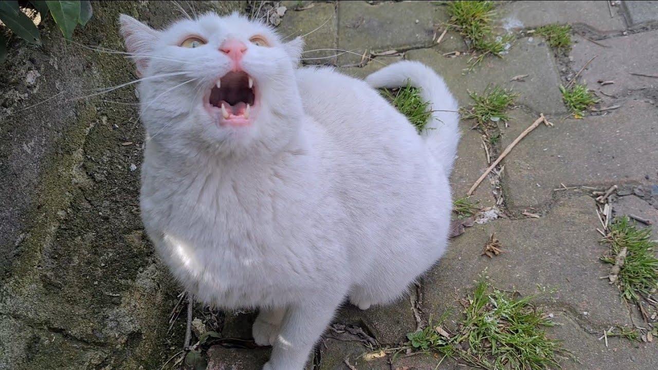 Angry White Cat never changes keeps Attacking everyone.