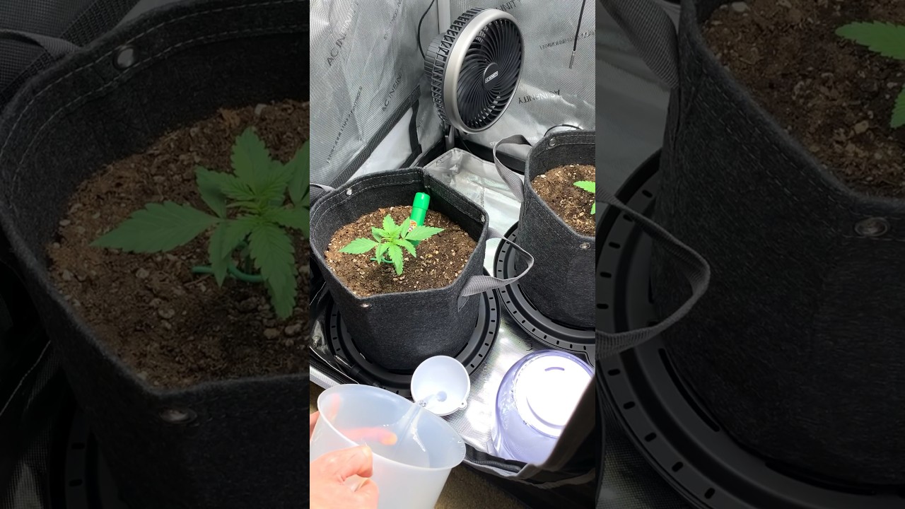 💦 Looking forward to seeing how these ACI self watering bases perform. #myacgrow #acinfinity