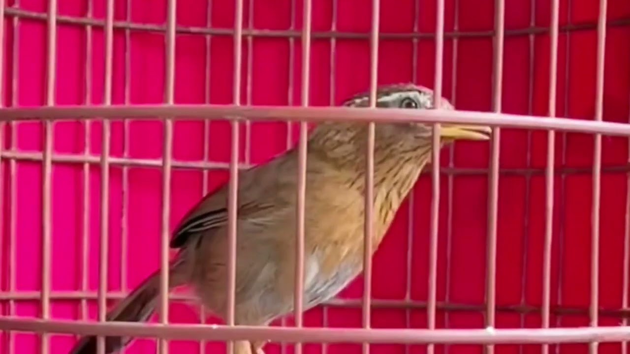Hoạ Mi Hót Đấu /hoạ mi hót sáng luyện giọng kich bổi sổ giọng chim hót hay mỗi ngày/Họa mi Tây Bắc 