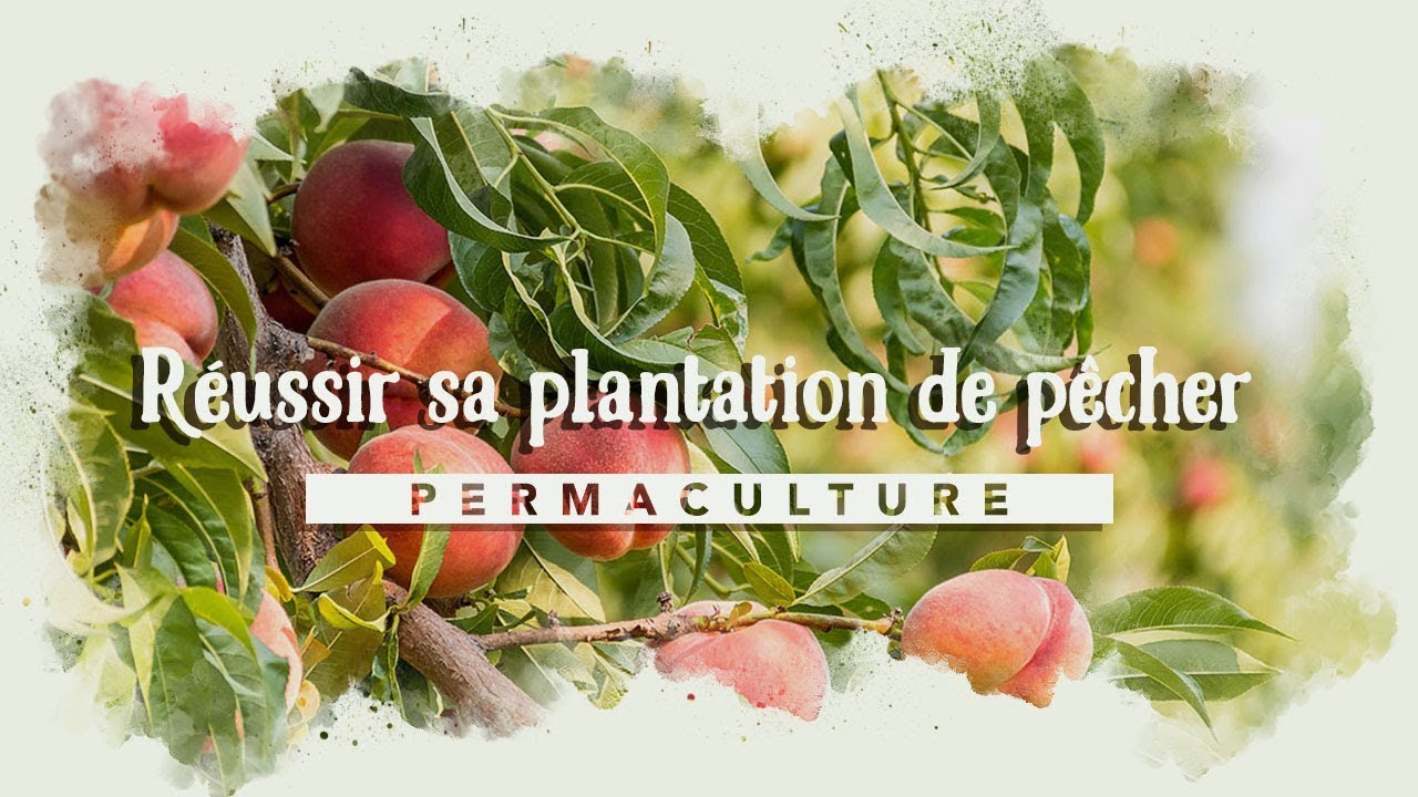 Planter un PÊCHER dans son jardin ...🍑🍑🍑