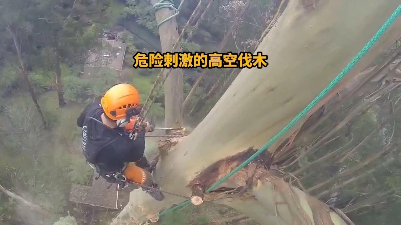 为什么伐木工冒着生命危险，爬到上百米高的地方砍伐大树？
