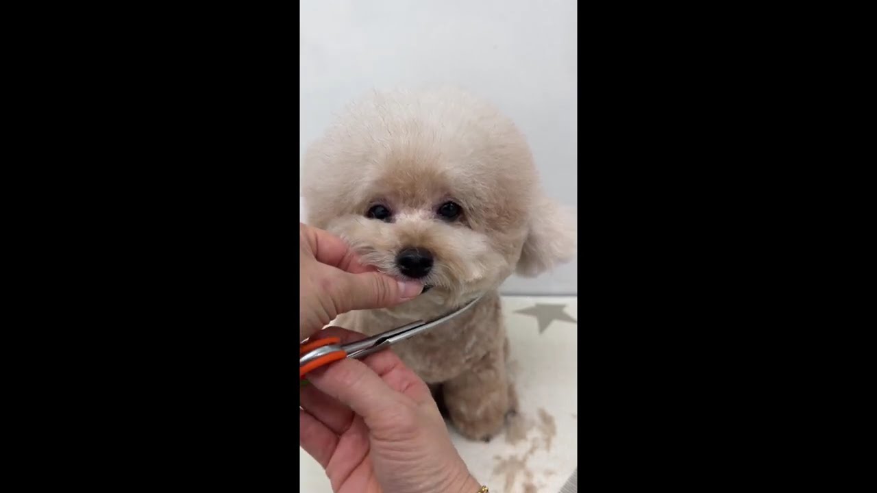 Toy Poodle Grooming ✂︎