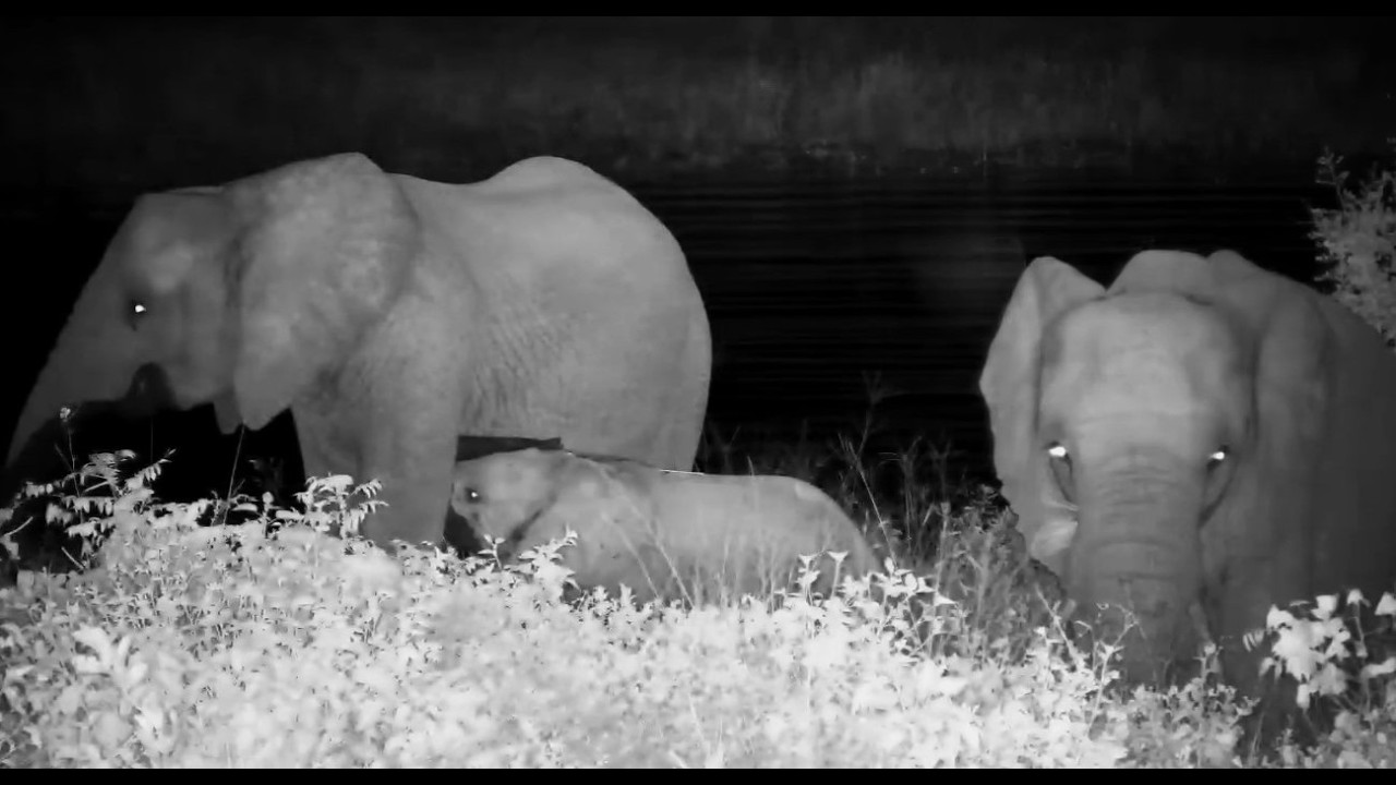 Elephants in the night with water games and family time 2/23/26