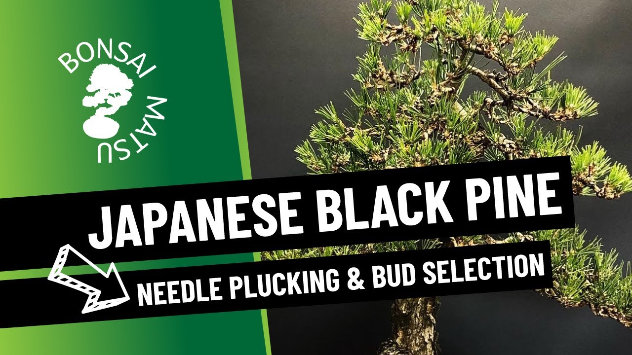 Japanese Black Pine - Needle Plucking & Bud Selection