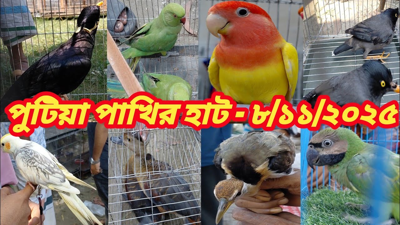 নরসিংদী পুটিয়া পাখির হাট || Putia pakhir hat || পুটিয়া হাট 