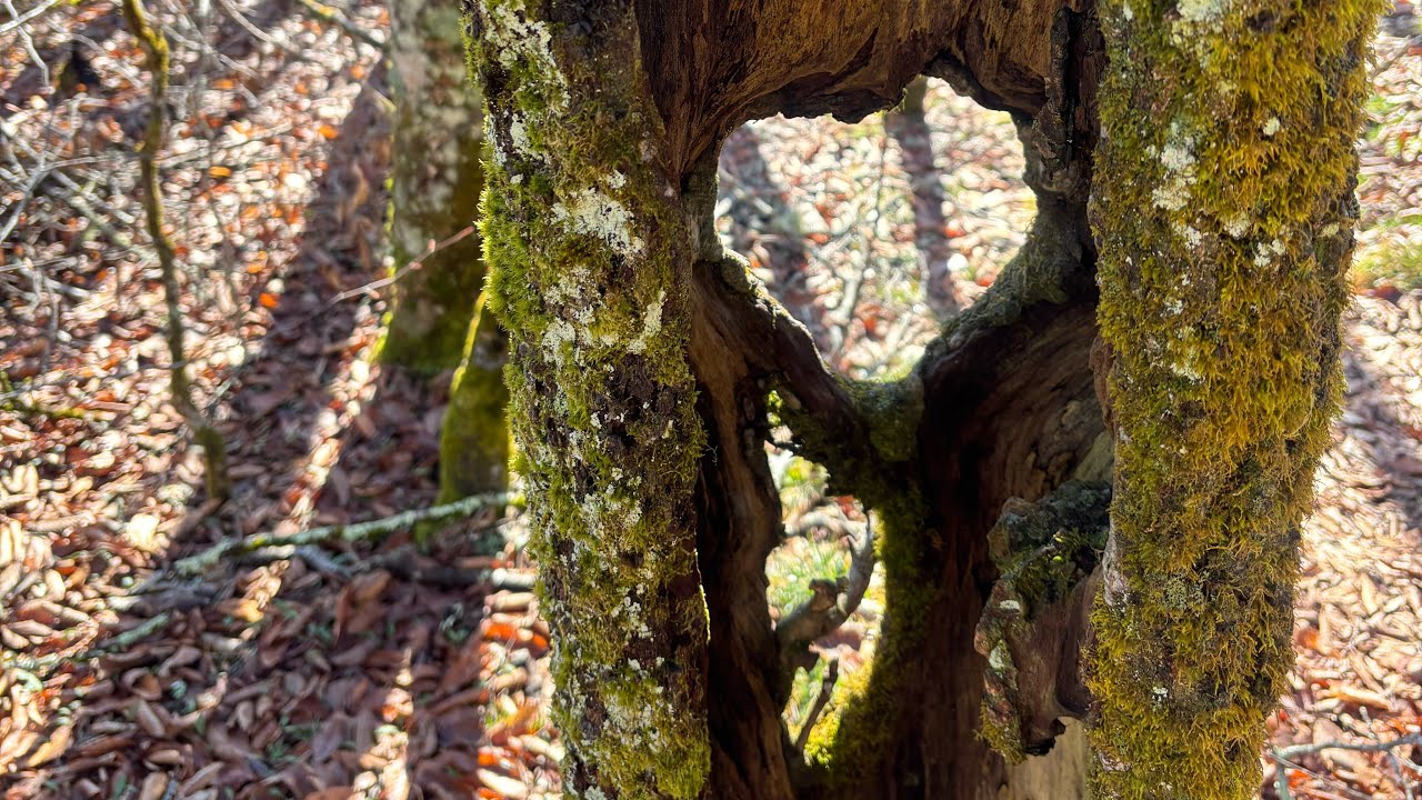 Longest day on trail so far. Feb. 27 AT thru hike 2026