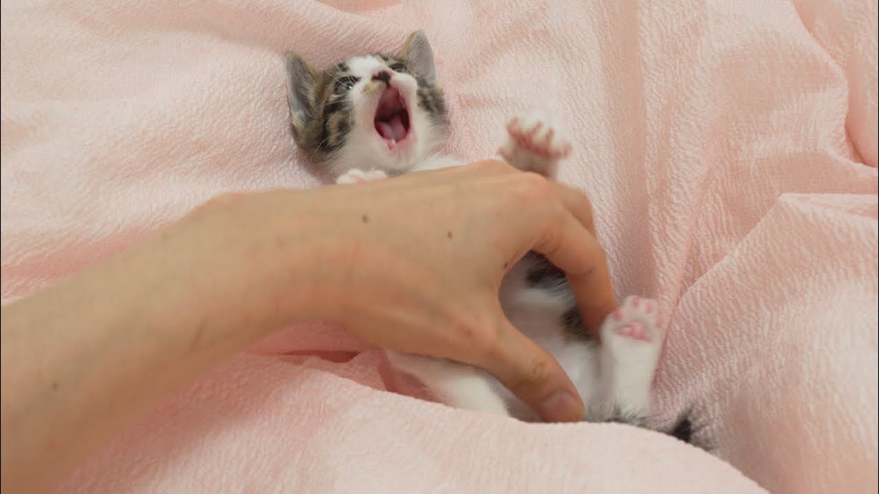 The end of a Baby Kitten that had teased his owner...