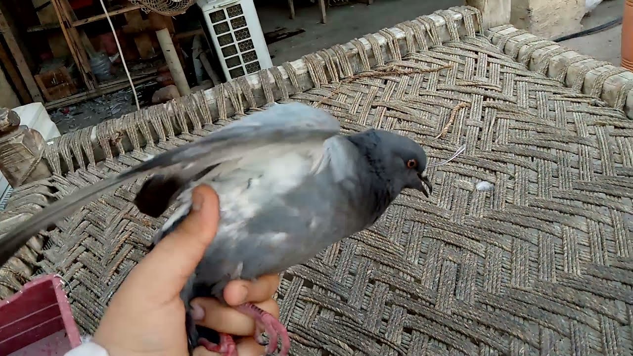 how to tame wild pigeon