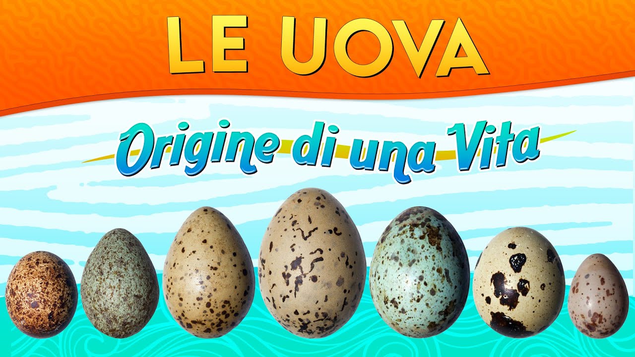Le Uova: origine di una vita ► Puntata 119