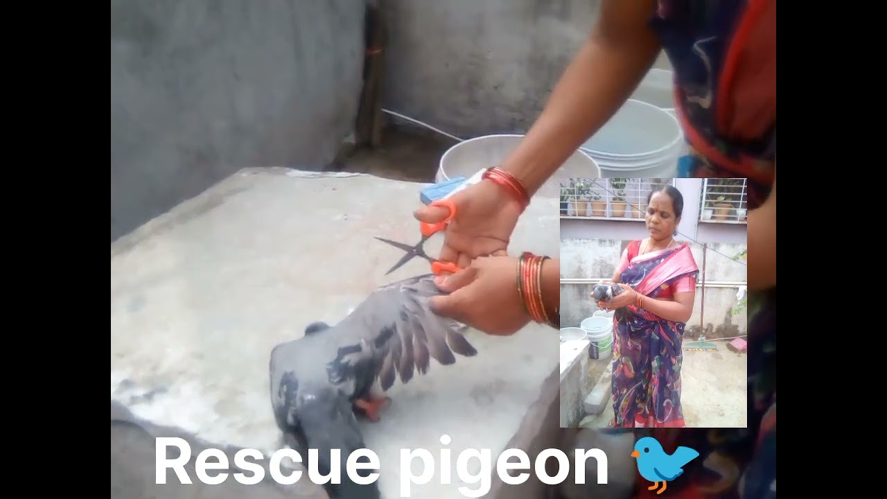 save Pigeons from china manjas