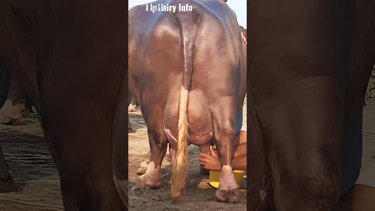 Biggest Udder Super Nili Ravi Buffalo ❤️🎉