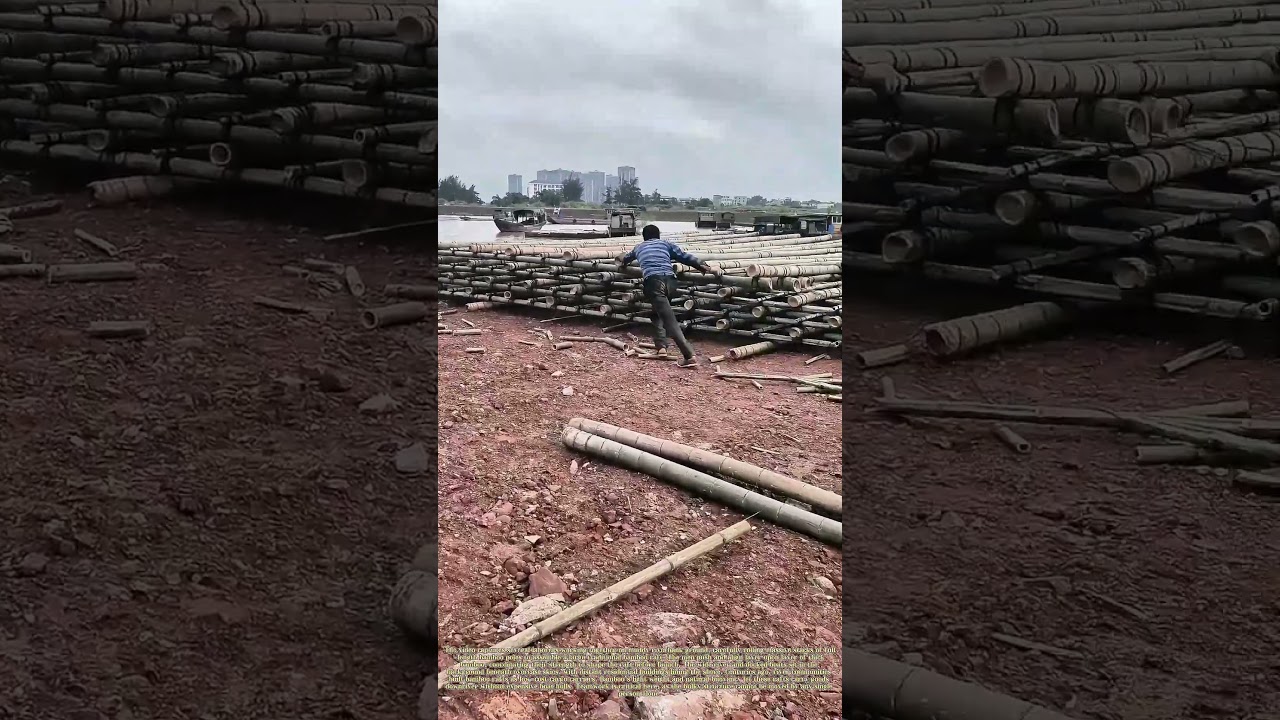 Stacking Reeds: How Workers Launch Giant Bamboo Rafts for River Transport