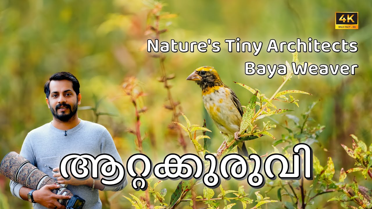 How Baya Weaver Builds Its Amazing Hanging Nest | Indian Wildlife