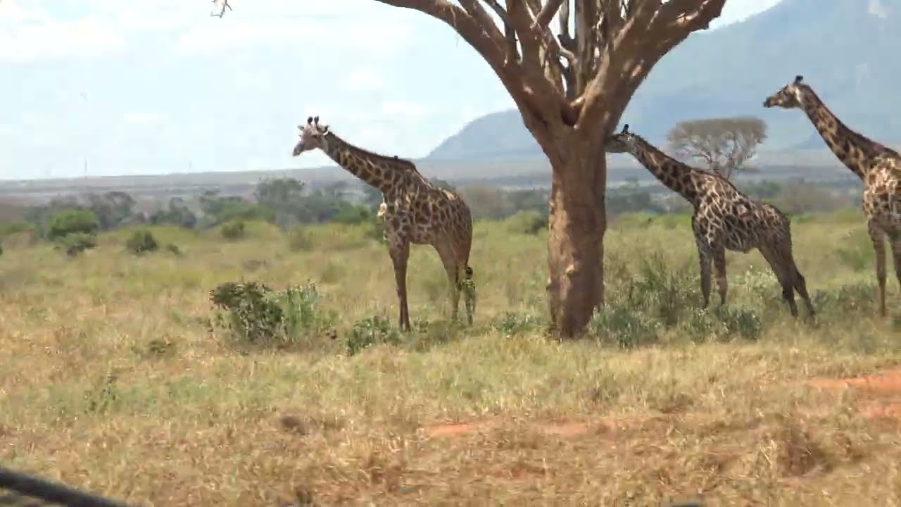 Wielka Piątka na Safari &ndash; Tsavo East, Kenia | Niezapomniana przygoda w sercu Afryki
