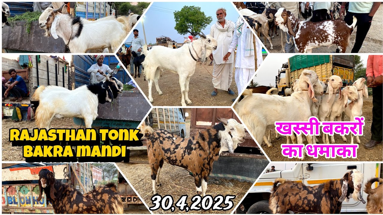 Rajasthan Bakra Mandi Tonk goat market live update 30,4,2025 || #tonkbakramandi #tonkgoatmarket