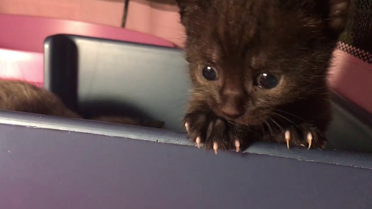 Four Week Old Kittens (New Years Kittens)