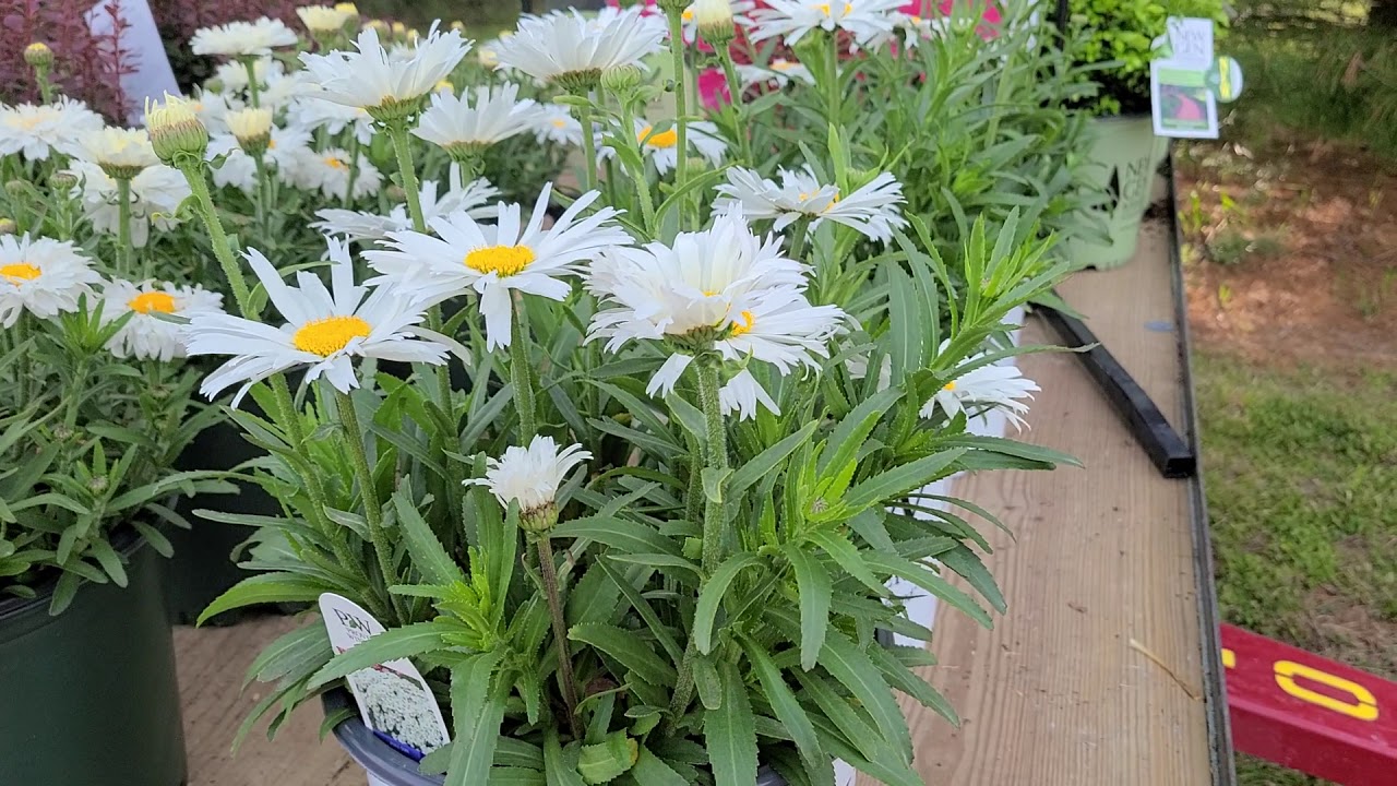 Leucanthemum Amazing Daisies™ Daisy May® (Shasta Daisy) // EASY to grow, Perennial for a sunny site