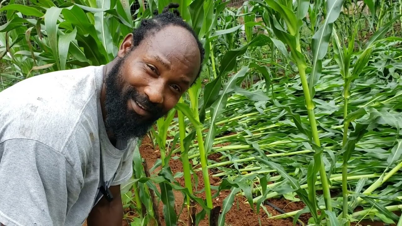 Disaster Strikes Again! Over 1,000 Corn Stalks Down! Can We Save Them?
