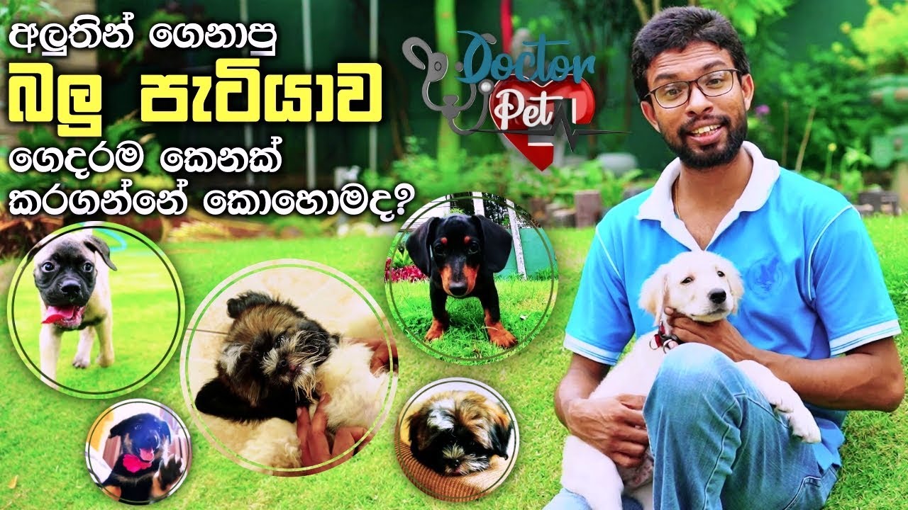 අලුතින් ගෙනාපු බලු පැටියාව ගෙදරම කෙනක් කරගන්නේ කොහොමද? | Doctor Pet