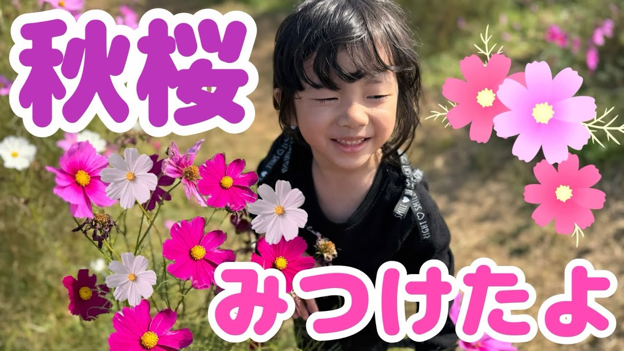 【すてっぷ】2025年11月8日　季節を感じに行こう♪in水巻町コスモス園