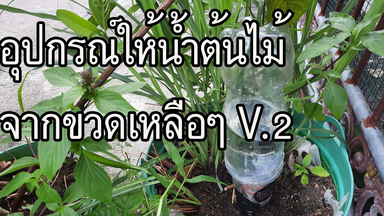 อุปกรณ์ให้น้ำต้นไม้จากขวดเหลือๆ V 2  share
