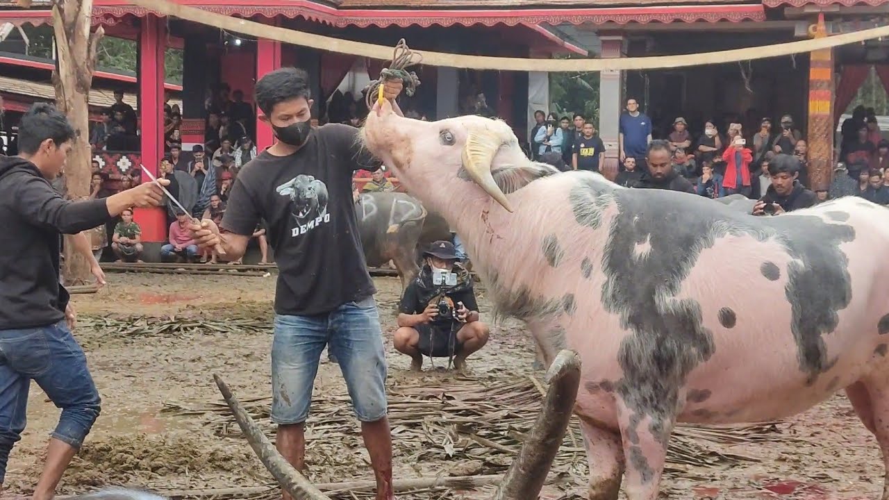 Tak ku sangka bisa terjadi di Tebas