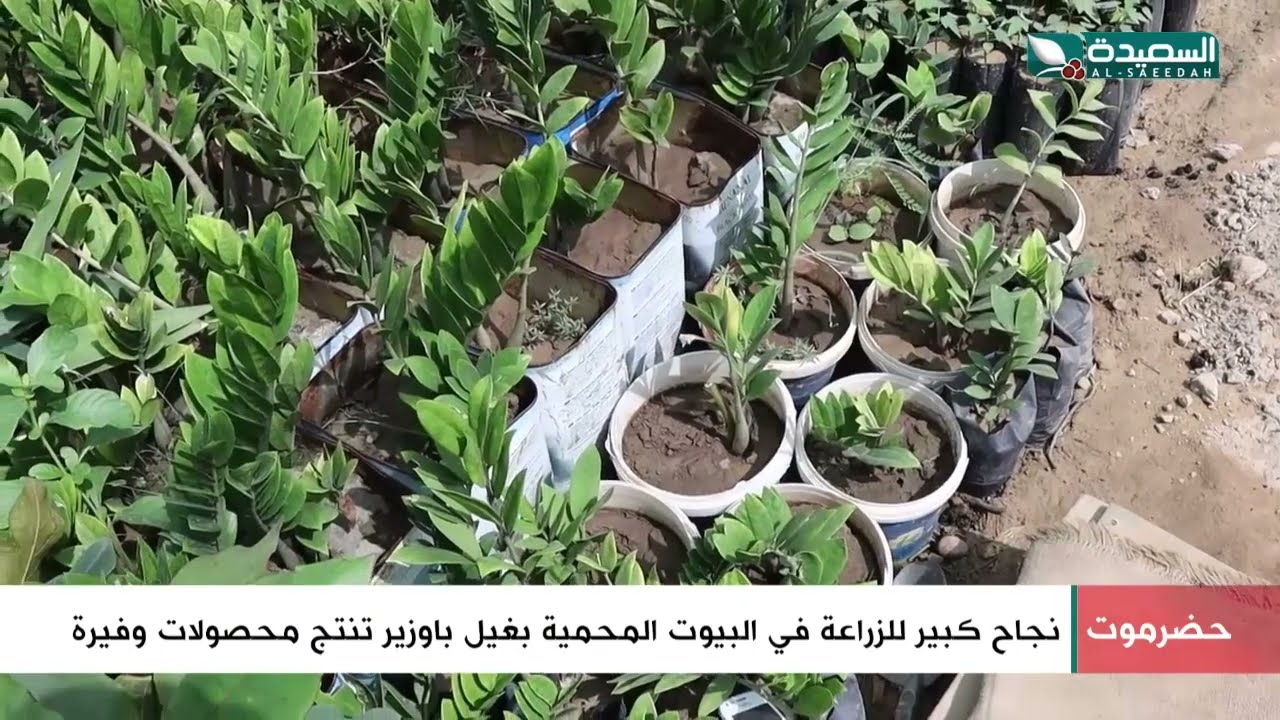 شاهد نجاح كبير للزراعة في البيوت المحمية بغيل باوزير تنتج محصولات وفيرة