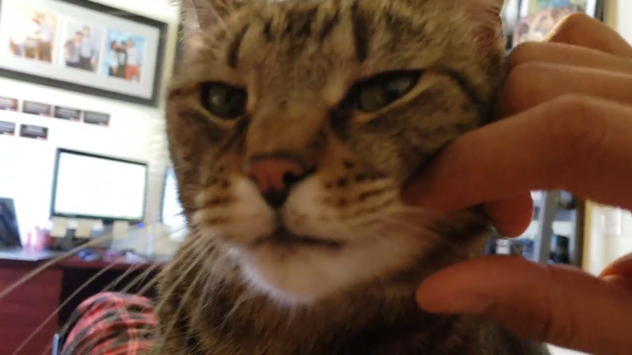 Purring Caesar Pt.2 (Warning: might be soothing for some  viewers)