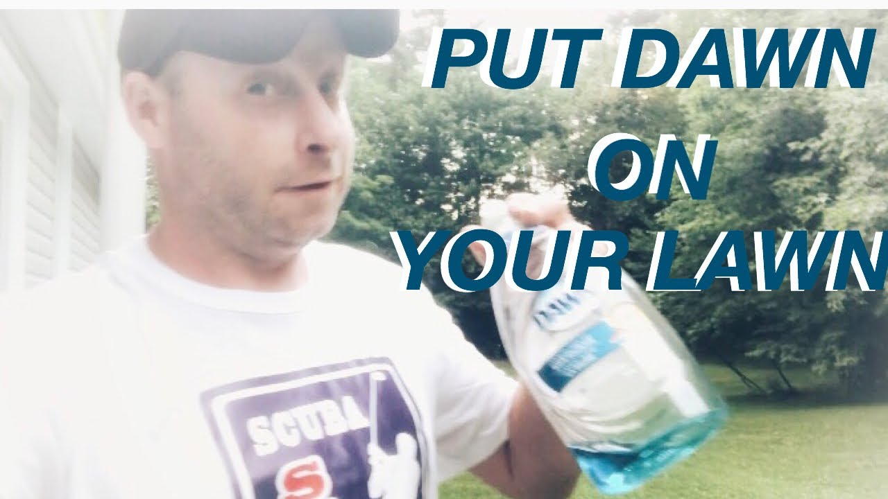 РАССВЕТ НА ВАШЕЙ ЛУЖАЙКЕ