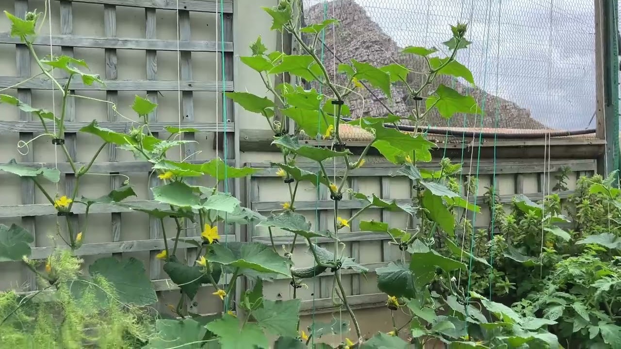 Grow beautiful cucumbers training, pruning, watering and polination, explained simply.