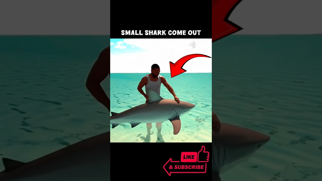 SMALL SHARK COME OUT