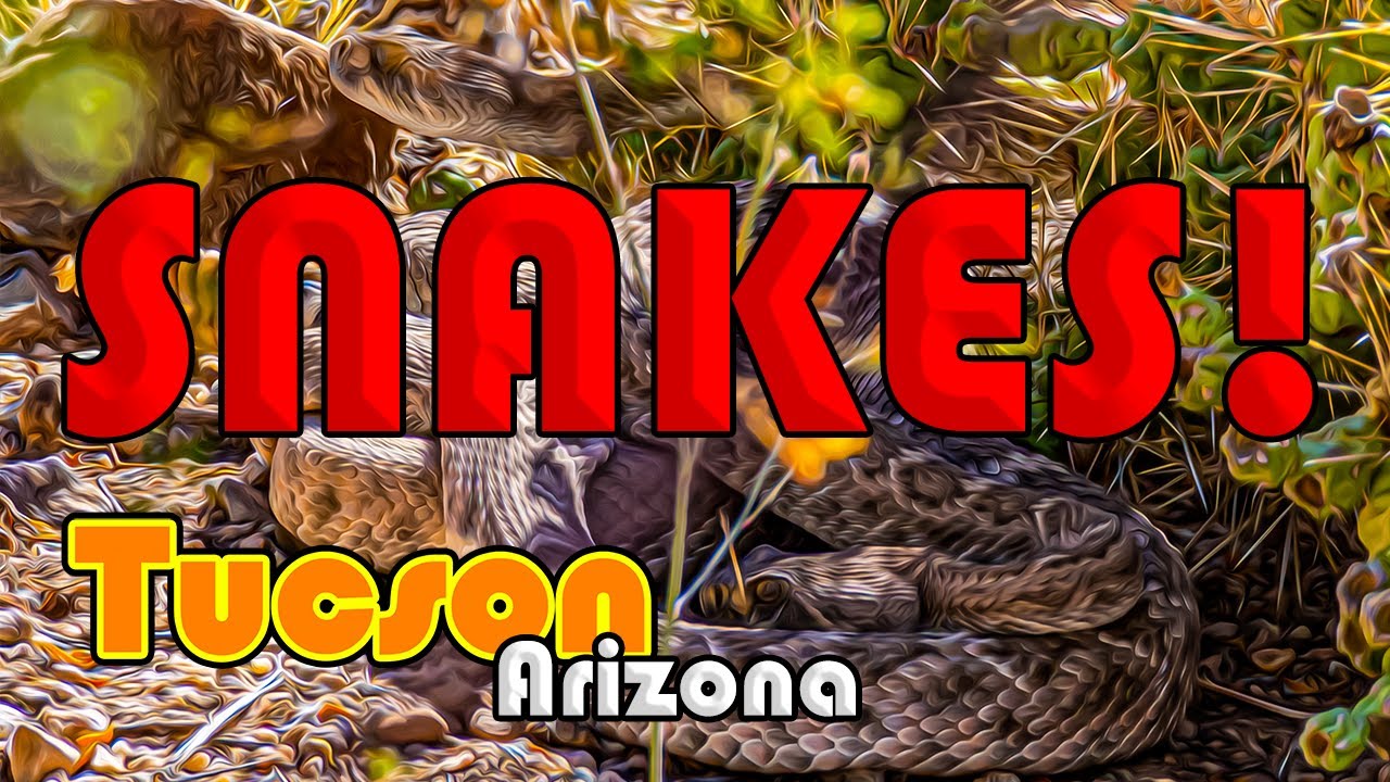 Tucson Arizona | Snakes of Tucson, AZ
