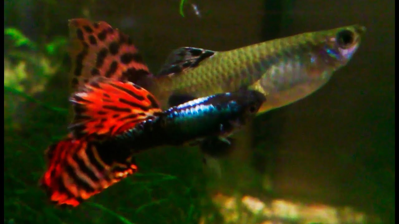 Poecilia reticulata (Guppy) - Different mating behaviors ᴴᴰ