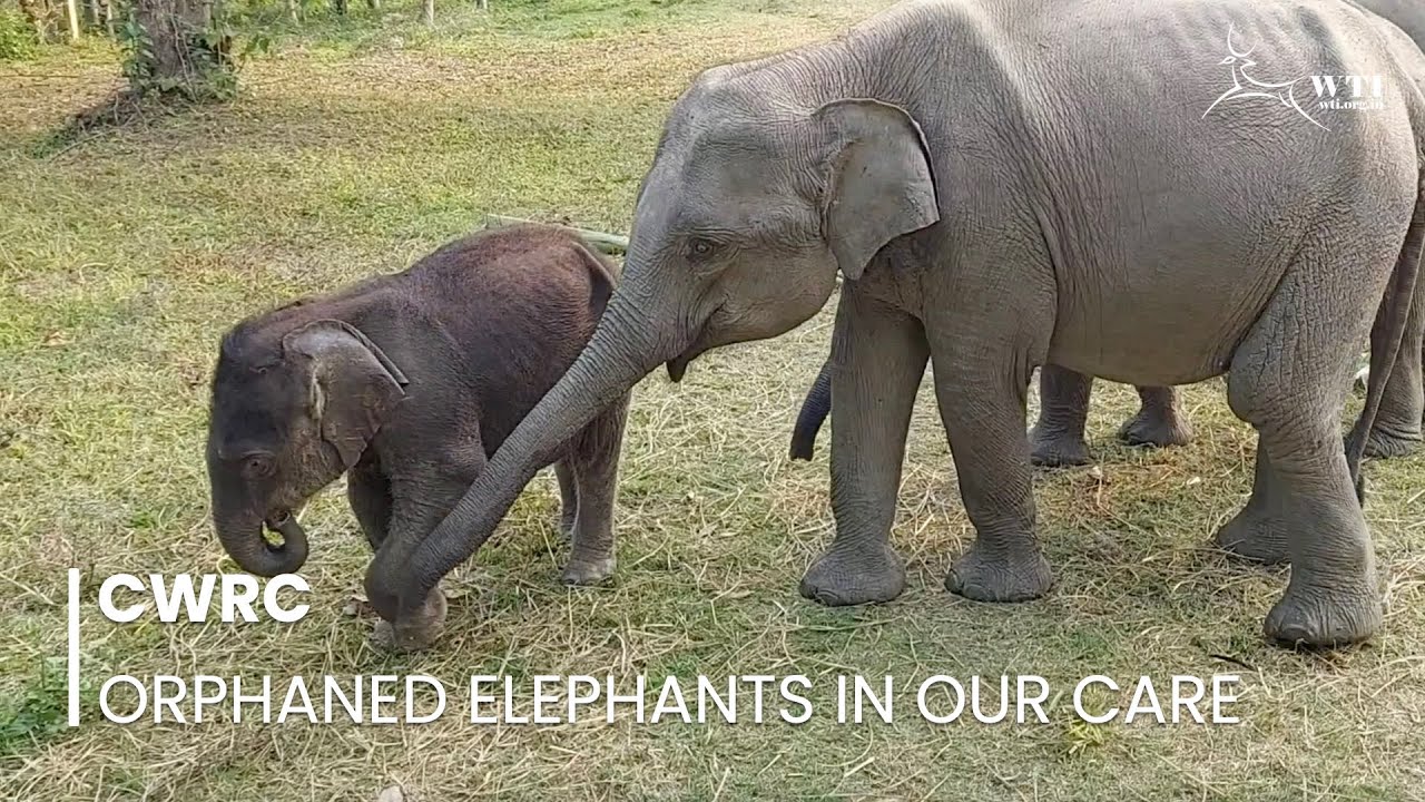 Orphaned Baby Elephant Finds New Friends at CWRC