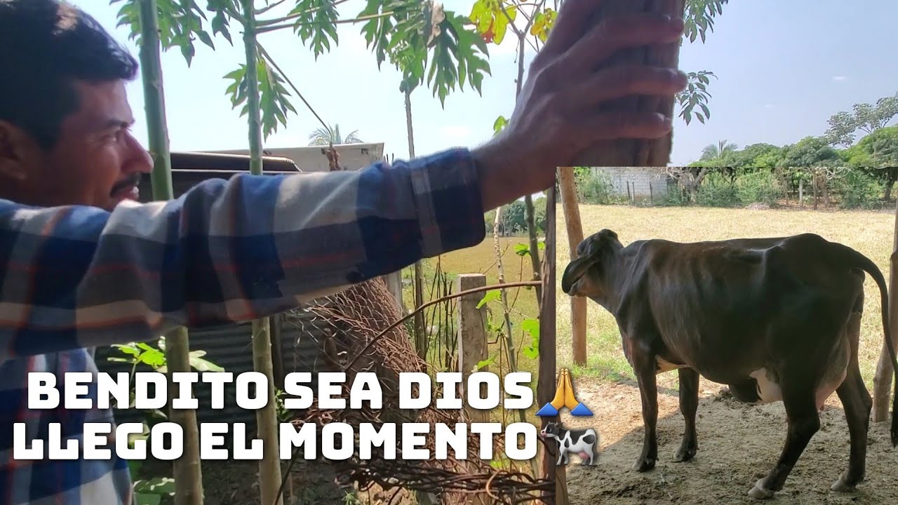 Grasias A Dios🙏Llego 3l Momento La Vaquita Dara A Luz🐄🥰Mi Esposo Muy Preucupado
