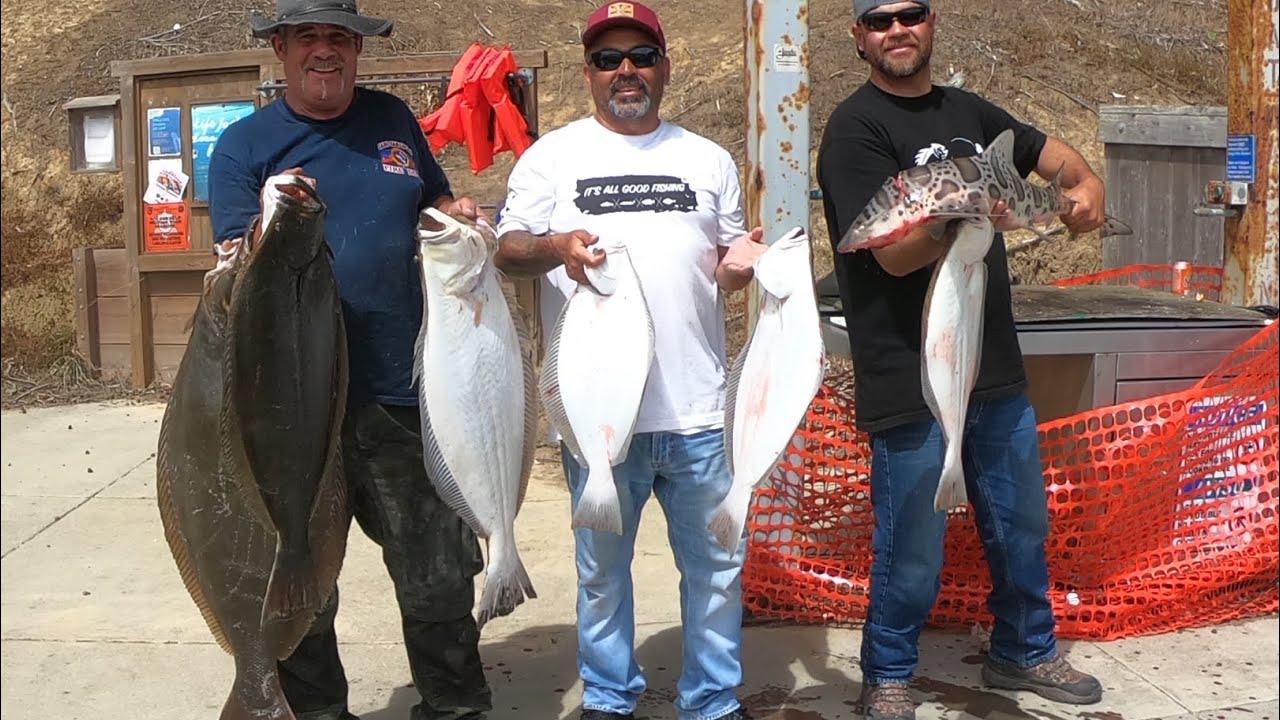 Huge 44” halibut 35 pounds in tomales bay