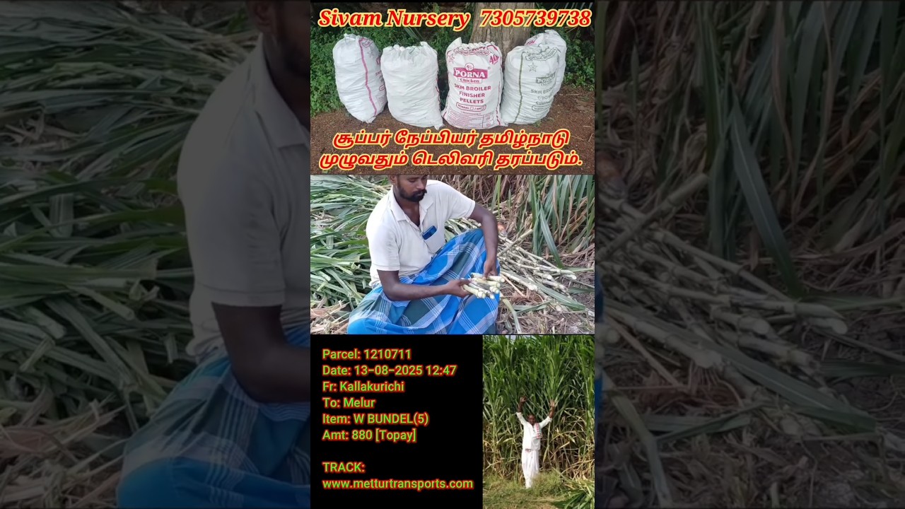 super Napier grass stems sales 7305739738 #supernapier #vivasayam #agriculture #cow less