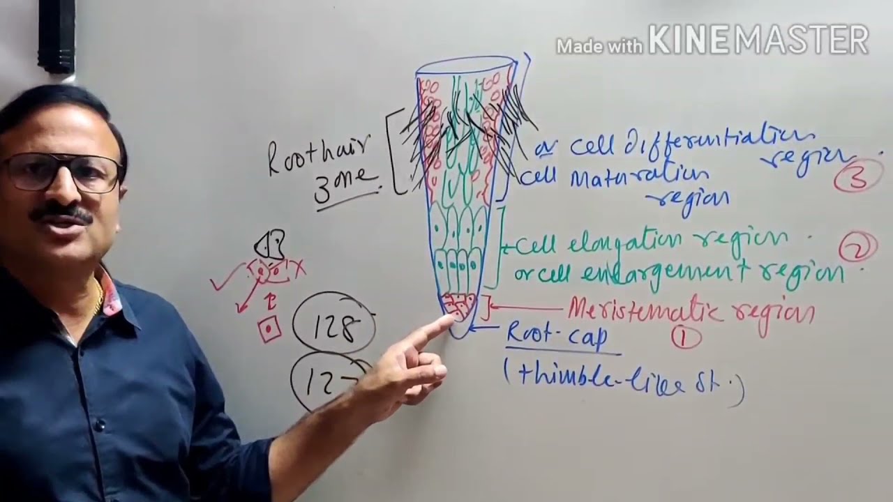 Taxonomical terms 2