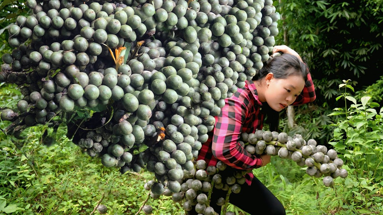 Harvesting Forest Fruits: Peeling process Taking the seeds of Buffalo feet Goes to the market sell.