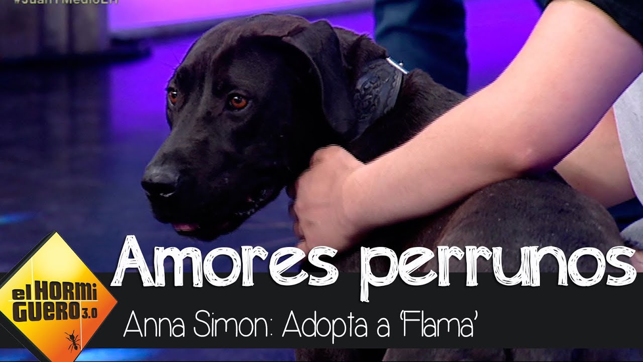 Ignacio pide una casa para Flama - El Hormiguero 3.0